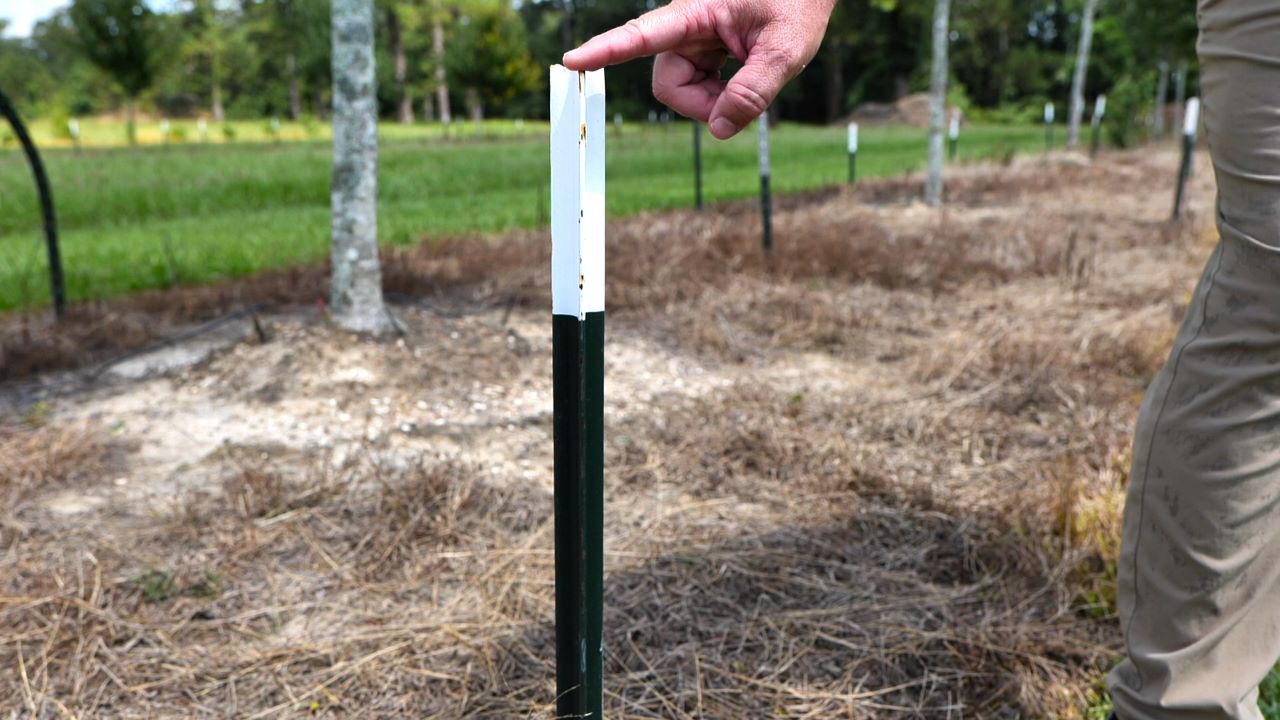 Get It Growing: How to properly stake trees 